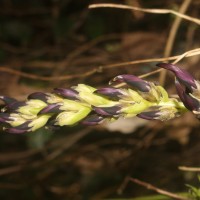 Mucuna bracteata DC. ex Kurz